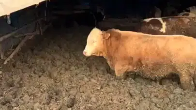 Çorum'da çamurda tutulan hayvanlar için bakanlık inceleme başlattı mı?