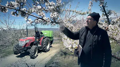 Çorak topraklar altın madenine dönüştü: Keban kıyısında badem bereketi