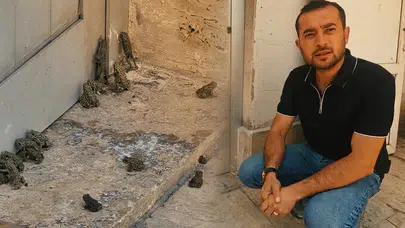 Sivas'ta görenleri hayrete düşüren istila: Sağanak yağış sonrası kara yolu kurbağalarla doldu