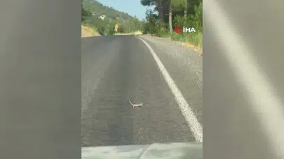 Trafikte Beklenmedik Misafir: Bukalemunun Yolculuğu Yüzleri Güldürdü