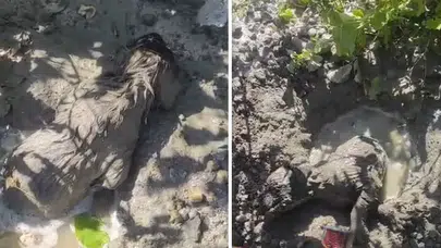 Betonun altında can pazarı: İtfaiye ekipleri yavru köpeği ölümden döndürdü