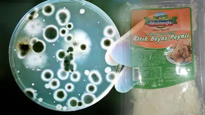 Tahsildaroğlu cephesinde Listeria krizi: Peynirlerdeki bakteriye dair ilk resmi yanıt ne oldu?