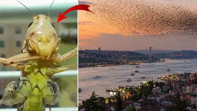 Çekirge sürüleri endişe yarattı: İslam alimlerinden "kıyamet" tartışmalarına açıklık