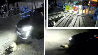 Cip sürücüsü köpeği ezdi, 13 bin lira ceza ile serbest kaldı