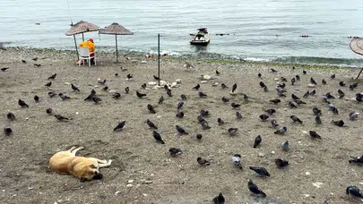 Avcılar sahilinde yaz bitti: Plaj artık martı ve güvercinlerin oldu