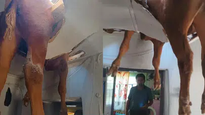Nazilli'de akıllara durgunluk veren olay: Çatı çöktü, dana salona düştü