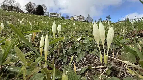 Trabzon Yaylalarında Nadir Gören Vargit Çiçeği Ziyaretçilerini Bekliyor