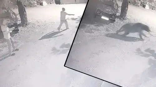 Erzincan'da İlginç Bir Olay: Köylüler Gece Saatinde Ayıyı Kovalamak Zorunda Kaldı