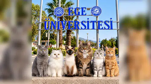 Ege Üniversitesi'nden 'kedi zehirlenmesi' iddialarına sert yanıt