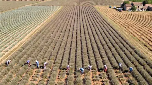Tarlada yeni altın dönemi: Kuşburnu ekenler kısa sürede köşeyi dönüyor