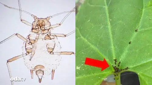 Kaz Dağları'nda Keşfedilen Yeni Böcek Türü: Aphisdardanelliensis Nedir?