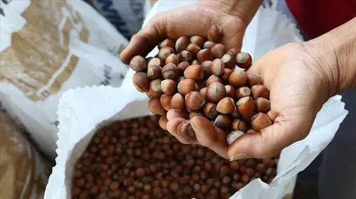 Giresun Fındık Fiyatları - 1 Şubat 2026 Güncel Durum