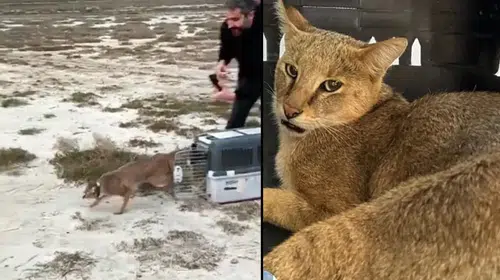 İstanbul'dan Bodrum'a Giden Tatilciler, Yaralı Saz Kedisini Buldu ve 6 Ay Sonra Doğaya Salındı