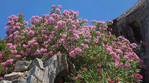 Kur'an-ı Kerim'de Lanetlenen Zakkum Ağacının Gizemi Nedir?