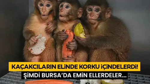 Bursa'da Ele Geçirilen Makak Yavruları Artık Güvende Mi?
