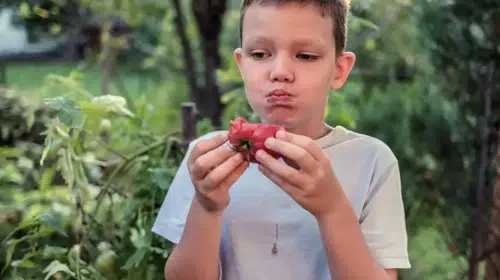 Domatesin tadı patlamış mısır gibi mi olacak? Yeni bir tür geliştirildi