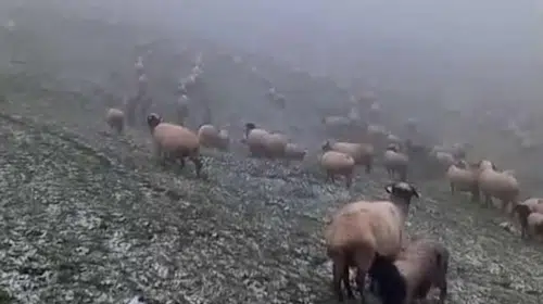 Takvimler yazı işaret ederken yaylalara kış geri döndü: Mayıs ayında lapa lapa kar sürprizi