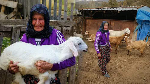 94 yaşındaki Emine Nine’nin bitmek bilmeyen enerjisi: Bir asırlık çobanlık öyküsü