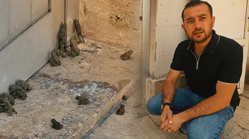 Sivas'ta görenleri hayrete düşüren istila: Sağanak yağış sonrası kara yolu kurbağalarla doldu