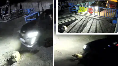 Cip sürücüsü köpeği ezdi, 13 bin lira ceza ile serbest kaldı