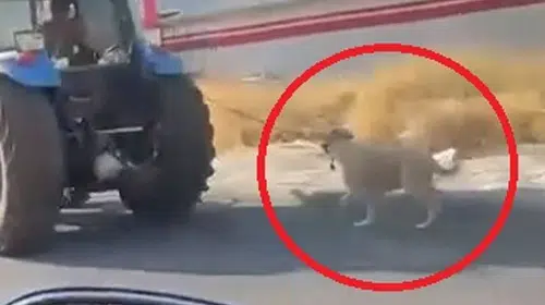 Traktörün arkasında yürek burkan anlar: Hayvana yapılan zulüm kameraya yansıdı