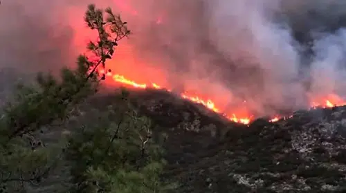 Bergama'dan acı haber: Ormanlık alanda alevler yükseldi