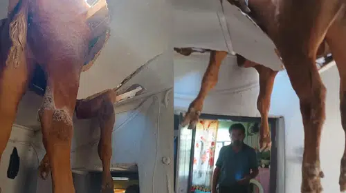 Nazilli'de akıllara durgunluk veren olay: Çatı çöktü, dana salona düştü
