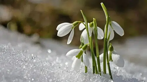 Baharın Müjdecisi Cemre Ne Zaman Düşecek? 2026 Takvimi Açıklandı