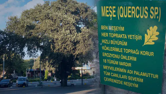 1620 asırlık meşe ağacına kimlik: Ören sahilinde tarihi koruma