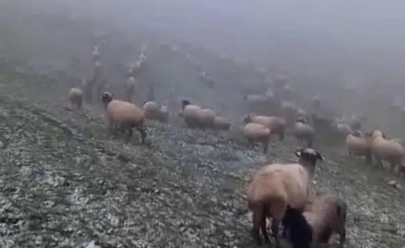 Takvimler yazı işaret ederken yaylalara kış geri döndü: Mayıs ayında lapa lapa kar sürprizi
