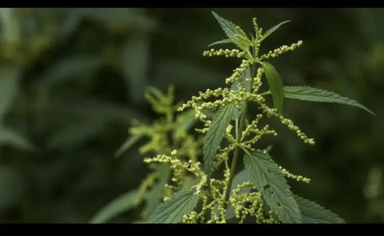 Osmanlı’da Isırgan Otu