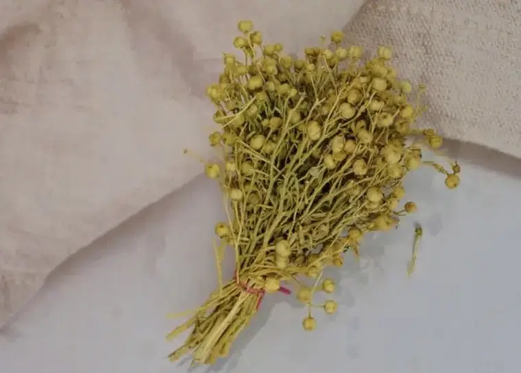 Bir Tohumun Değişen Kaderi