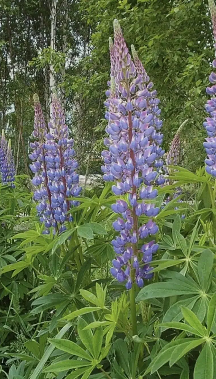 Bir Baklanın Gölgesinde Kalan Tarih: Yahudi Baklası