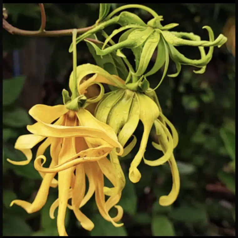 Kültürel egzotik unsurun kokusu