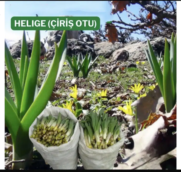 Dağın Sessiz Bekçisi