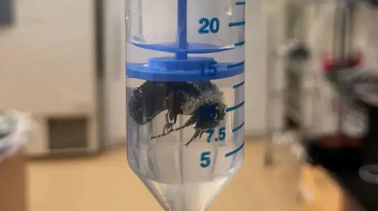 Arıların Su Altında Yaşama Yeteneği Nedir ve Nasıl Gerçekleşiyor?