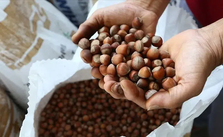 Giresun Fındık Fiyatları - 1 Şubat 2026 Güncel Durum