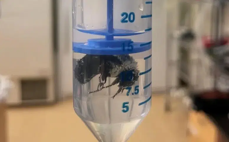 Arıların Su Altında Yaşama Yeteneği Nedir ve Nasıl Gerçekleşiyor?